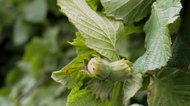 hazel nuts on a bush among the leaves