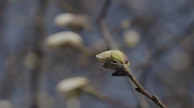 close-up of a magnolia flower on a tree branch
