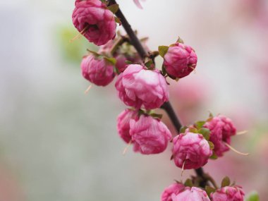 close-up of a Louisiania flower or three-lobed almond