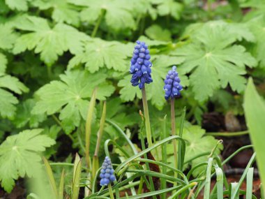 Muscari çiçeği çimlerin arasında.