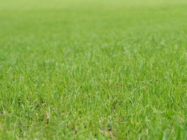 Güneşin arka planında yeşil çimen dokusu
