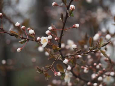 İlkbaharın başlarında açan erik yağmur damlalarıyla