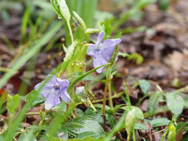 Purple Primrose Flower Rain Close — Stock Photo, Image