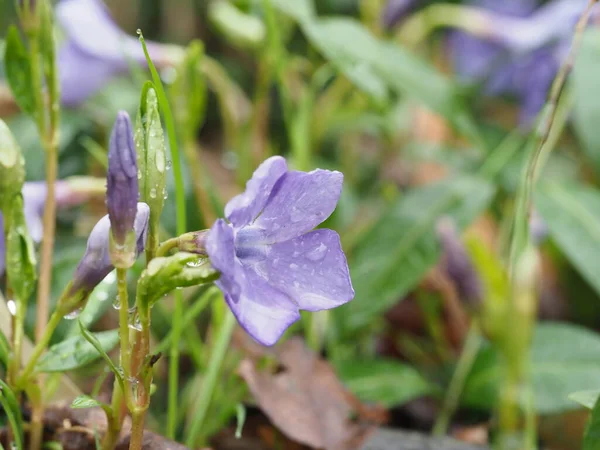 Fiore Primula Viola Dopo Pioggia Primo Piano — Foto Stock