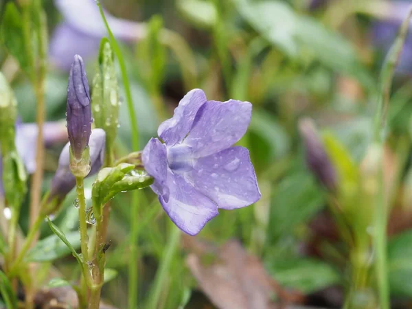 Purple Primrose Flower Rain Close — Stock Photo, Image