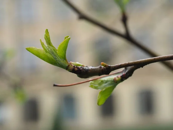 Junge Blätter Auf Einem Zweig Eines Apfelbaums Aus Nächster Nähe — Stockfoto