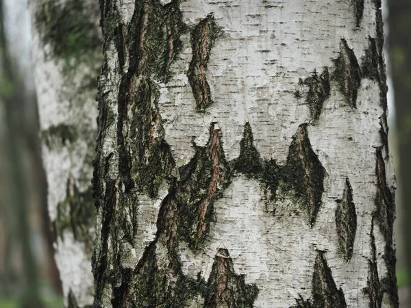 자작나무 껍질의 질감을 클로즈업 — 스톡 사진