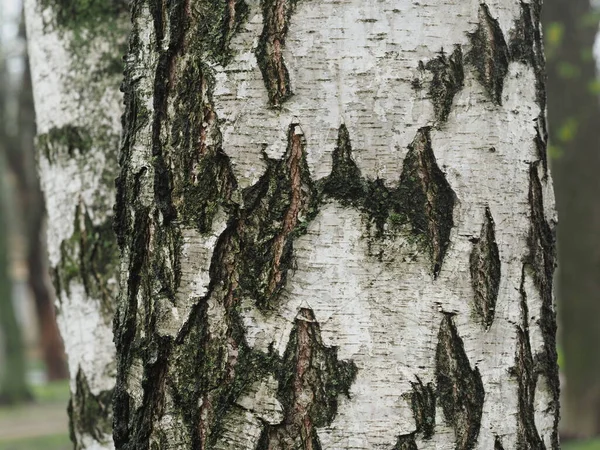 자작나무 껍질의 질감을 클로즈업 — 스톡 사진
