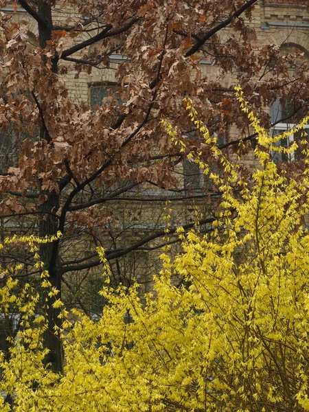 黄色の花を閉じるとフォルシシアの小枝 — ストック写真