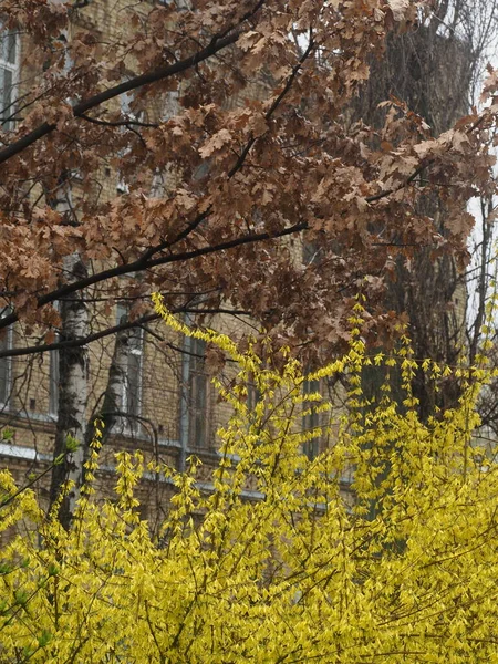 Sprig Forsythia Yellow Flowers Close — Stock Photo, Image