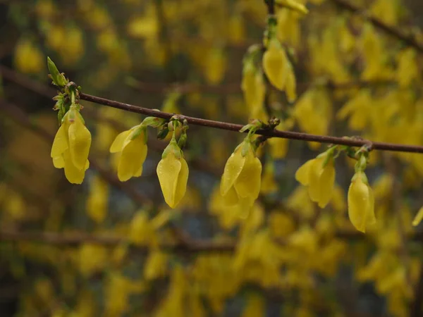 Una Ramita Forsythia Con Flores Amarillas Cerca —  Fotos de Stock