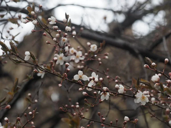 Blühende Pflaume Zeitigen Frühling Mit Regentropfen — Stockfoto