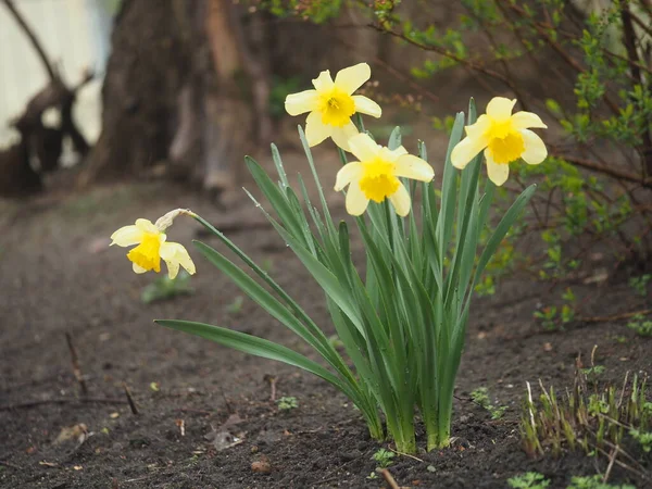Hermosos Narcisos Florecientes Jardín —  Fotos de Stock