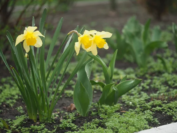 Hermosos Narcisos Florecientes Jardín —  Fotos de Stock