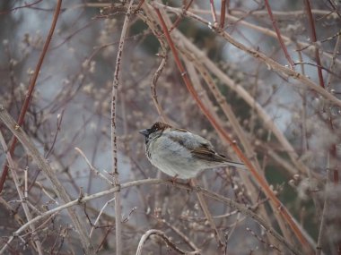 Yapraksız bir çalılığın dalında yapayalnız serçe.