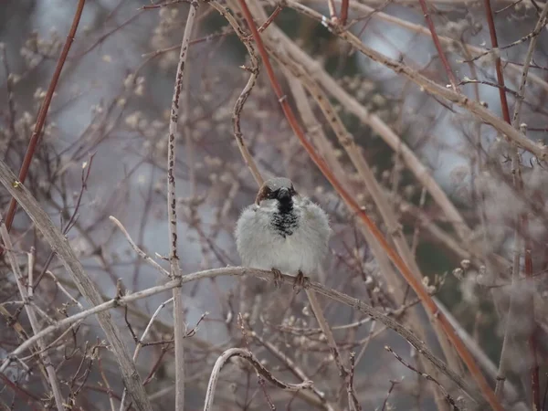 Einsamer Sperling Winter Auf Einem Zweig Eines Busches Ohne Blätter — Stockfoto