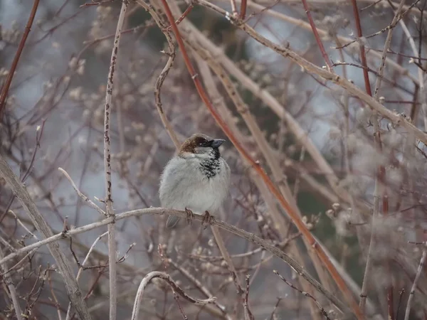 Einsamer Sperling Winter Auf Einem Zweig Eines Busches Ohne Blätter — Stockfoto