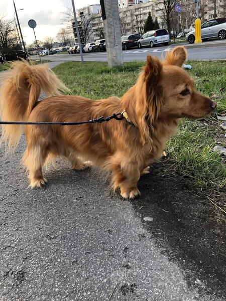 Stock image A pet dog on a walk in the city