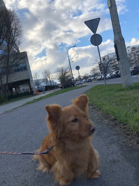 市内を散歩中のペット犬 — ストック写真