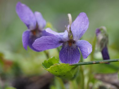 Orman menekşesi ilkbaharın başlarında yakın plan