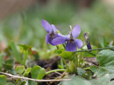 Orman menekşesi ilkbaharın başlarında yakın plan