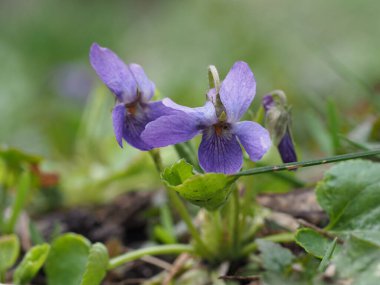 Orman menekşesi ilkbaharın başlarında yakın plan