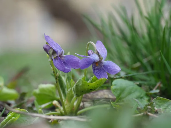 stock image forest violet in early spring close-up