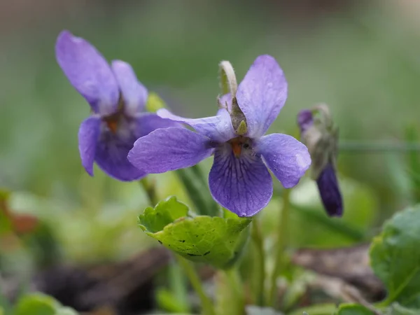 Stock image forest violet in early spring close-up