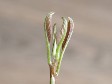 Avokado tohumu filizinden filizlenen ilk yaprak yakın plan.