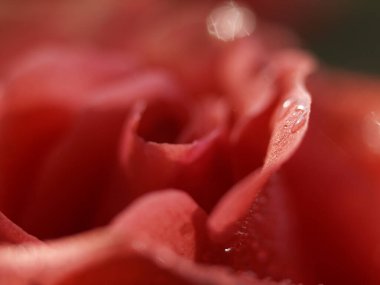 Yaprakların üzerine çiy damlası damlayan kırmızı gül. Odaklanmamış makro fotoğrafta yakın plan..