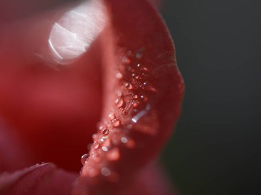 Yaprakların üzerine çiy damlası damlayan kırmızı gül. Odaklanmamış makro fotoğrafta yakın plan..