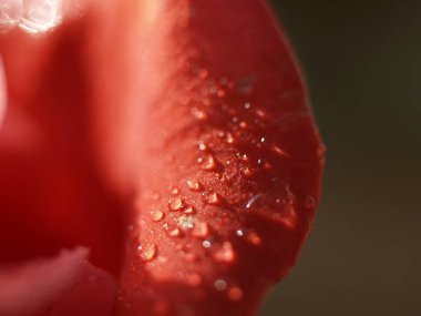 Yaprakların üzerine çiy damlası damlayan kırmızı gül. Odaklanmamış makro fotoğrafta yakın plan..