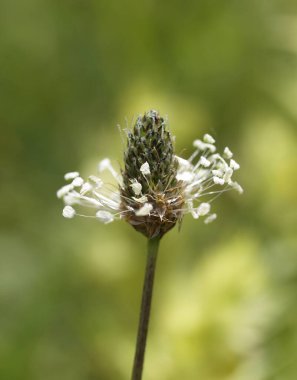 Güzel botanik fotoğrafı, doğal duvar kağıdı.