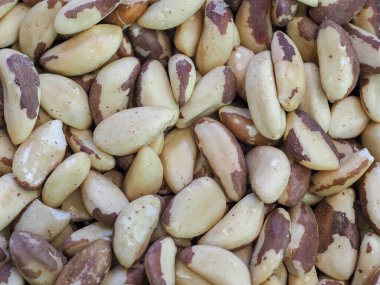 Kahverengi ve Krem desenli Brezilya Fıstıkları Doğal Devlette