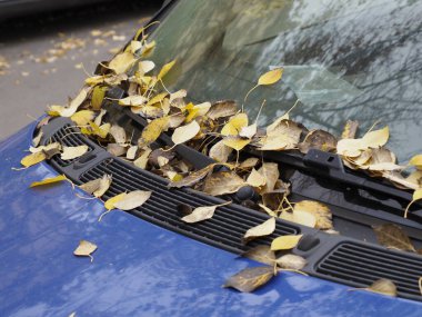 Silecekleri olan bir arabanın ön camında sonbahar yaprakları