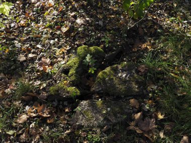 Young tree sprouting from mossy stump in autumn forest clipart