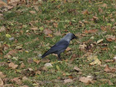 Sonbahar çimlerinde düşen yaprakların arasında bir karga