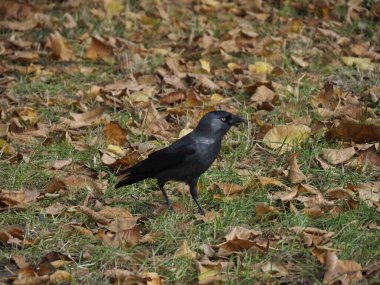Sonbahar yapraklarının arasındaki siyah karga parkta çimlerin üzerinde