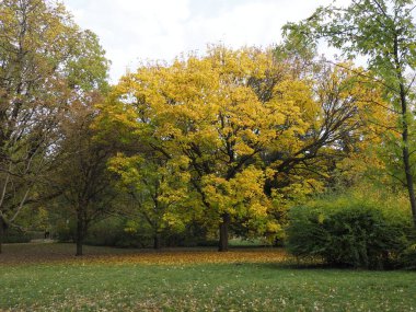 Autumnal Park Landscape with Variety of Trees and Fallen Leaves on Grass clipart