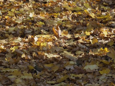 Kuru Yaprakların Sonbahar Halısı Kahverengi ve Sarı Güneş Işığı Altında