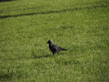 Parlak güneşli bir günde Yeşil Çimen Tarlasında Kara Kuş