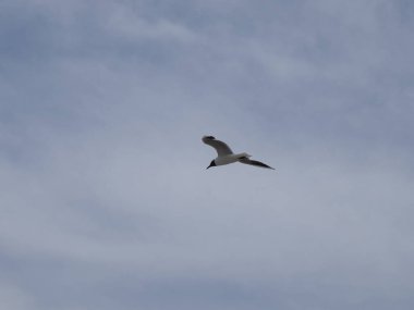 Açık bulutlu mavi gökyüzüne karşı uçan martı.