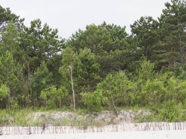 Orman, çam ağaçları ve kumlu kıyı bulutlu mavi gökyüzüne karşı açık