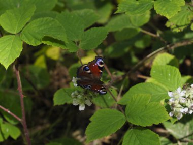 Yaz ormanındaki yeşil yaprakların arasında bir çiçeğin üzerindeki kelebek