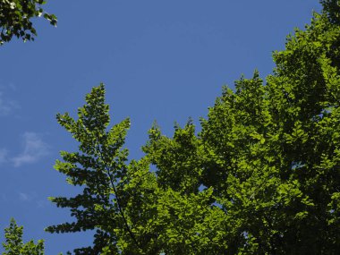 Bereketli Yeşil Yapraklar Açık Mavi Gökyüzüne karşı Baharın güneşli bir gününde