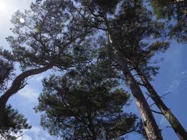 Uzun Çam Ağaçları Serene Ormanı 'nda Açık Mavi Gökyüzüne uzanır