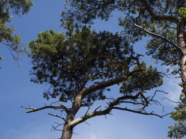 Bir yaz günü mavi gökyüzünün altındaki görkemli çam ağaçları, aşağıdan manzara