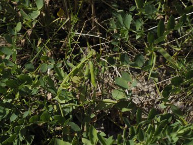 Yeşil bezelye kabukları güneş ışığında doğada