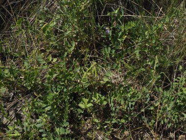 Vahşi Doğa Yeşil Bitki Vahşi Çimenler Arasında