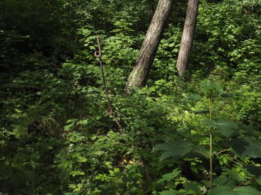 Yeşil bitkiler ve ağaçlar arasında metal bir kancayla orman temizliği